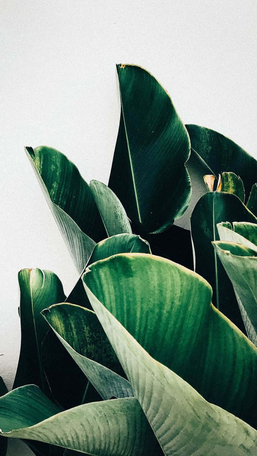 Download Minimalist Leaves Plant