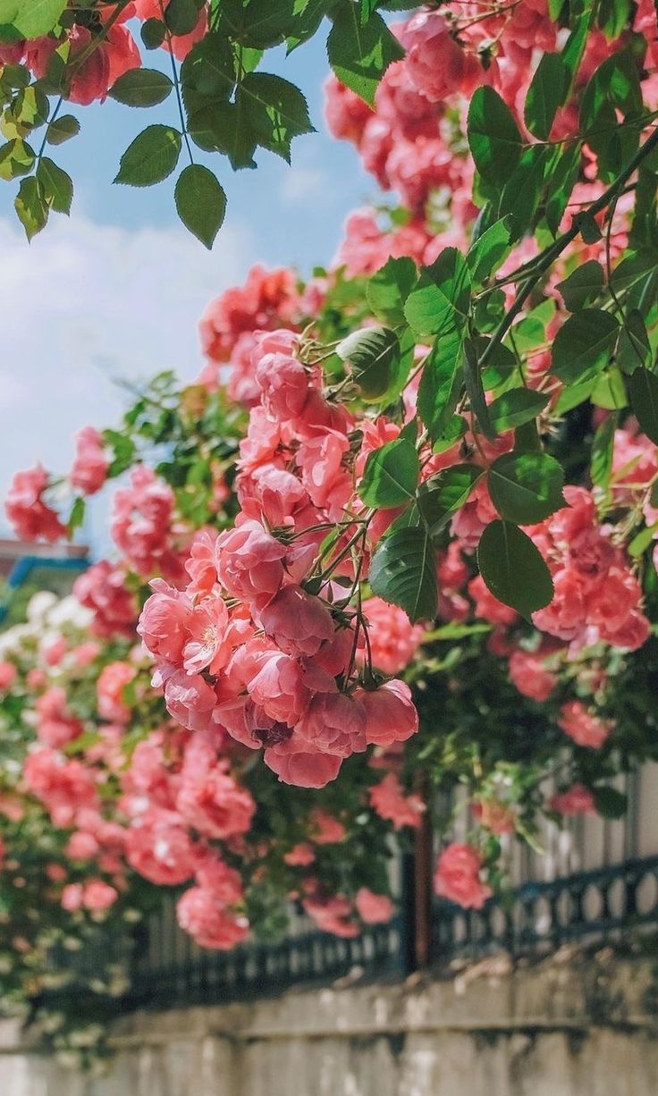 Pink Flower Wallpaper Options Inspired by Korean Blossoms. Pink flowers wallpaper, Pink flowers, Flower wallpaper