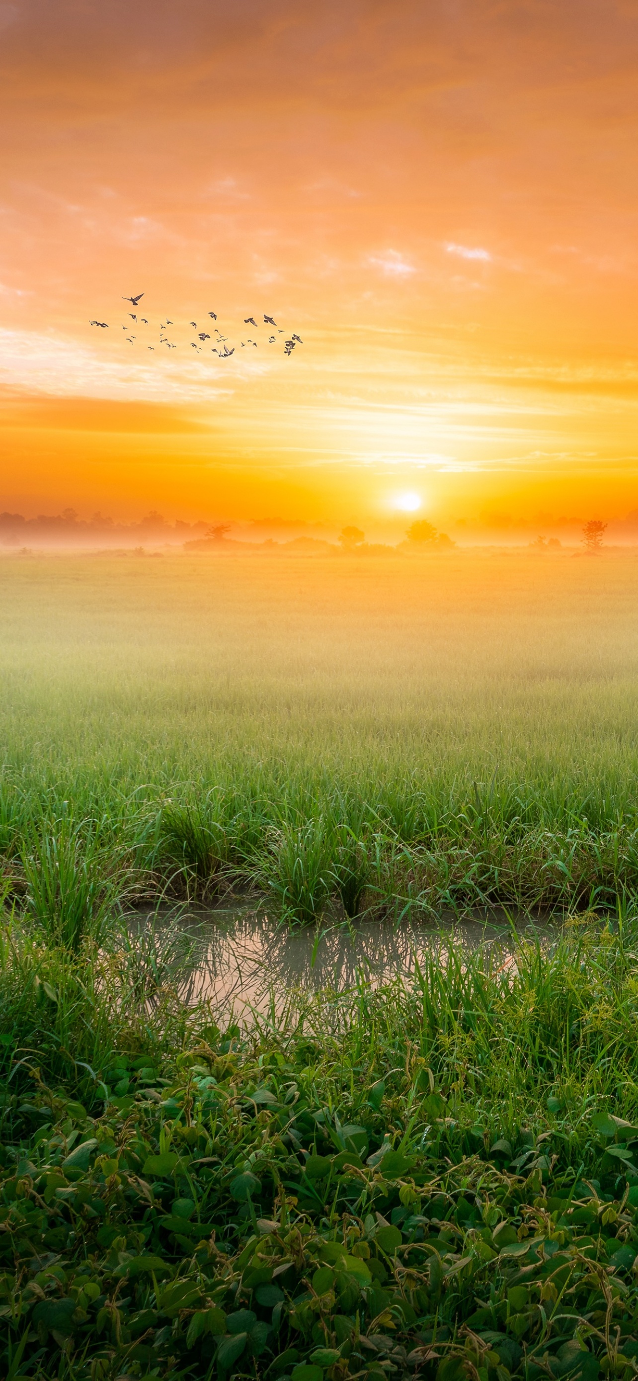 Sunrise Wallpaper 4K, Paddy fields, Landscape