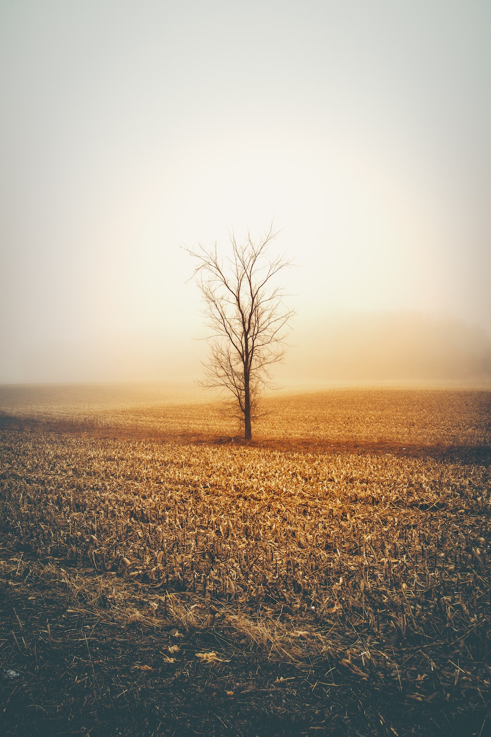 iPhone Wallpaper: Free HD Download [HQ]