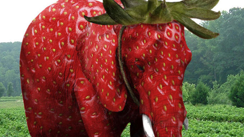 strawberry elephant wallpaper