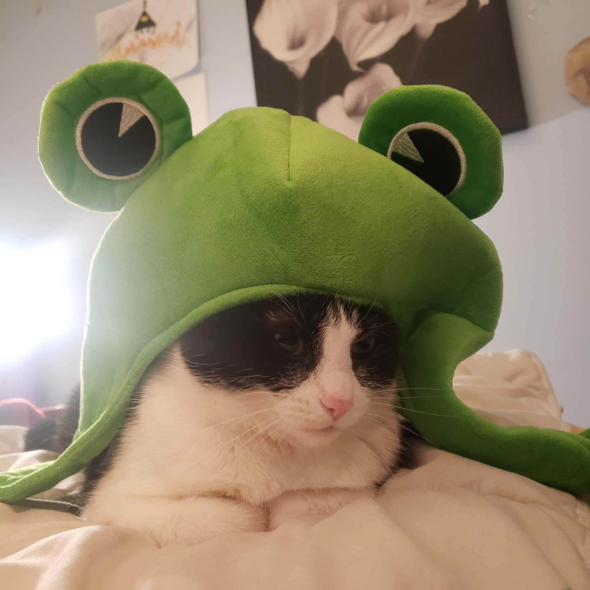 Download Frog Hat Cute Cat PFP Wallpaper