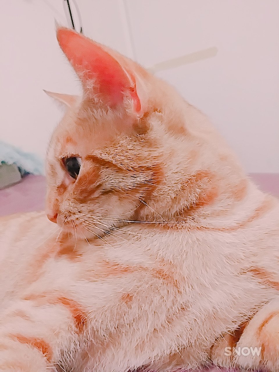 OJ the Kitty #pfp #Kitty #cute #kitten #tabby #orangekitten #orange #meow #nyaa #cat