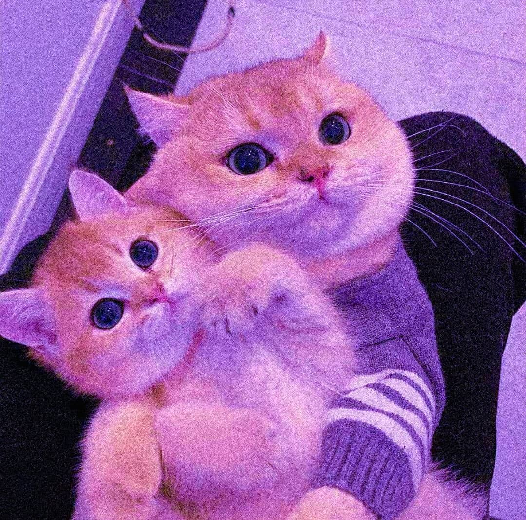 Cute cat wallpaper, Cute cats photo, Cute cats and dogs