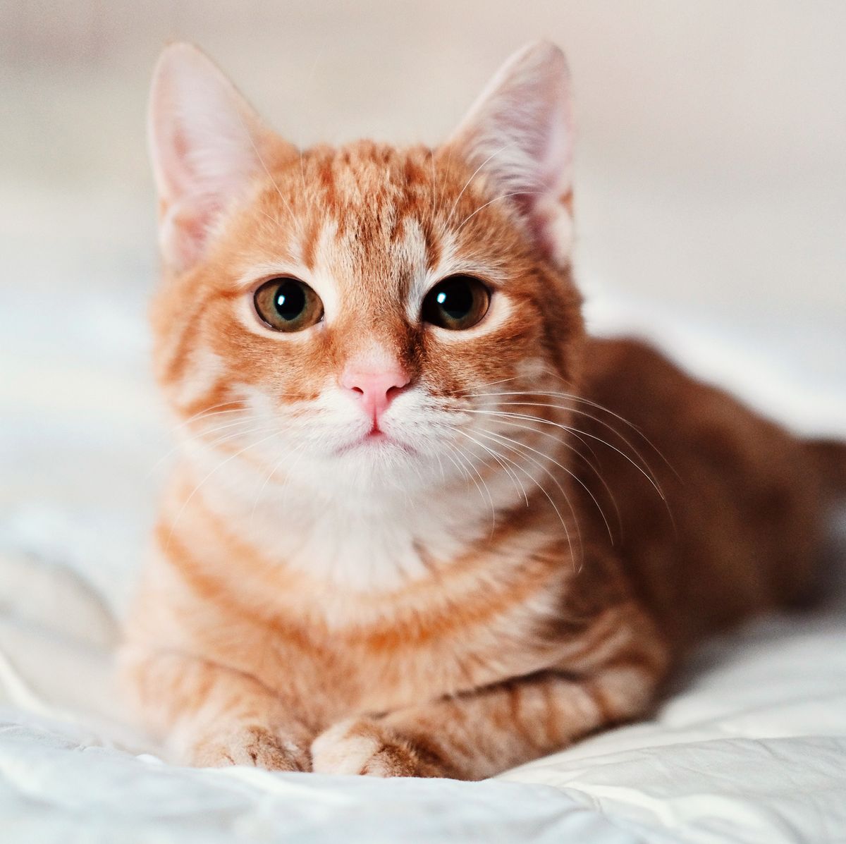 of the Cutest Cat Breeds
