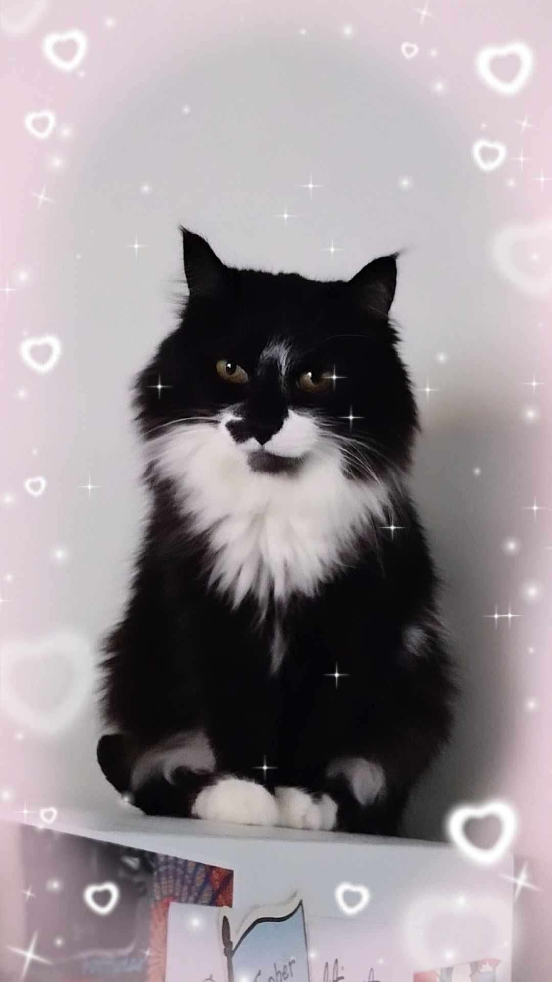 Got a cat and she is very cute :)