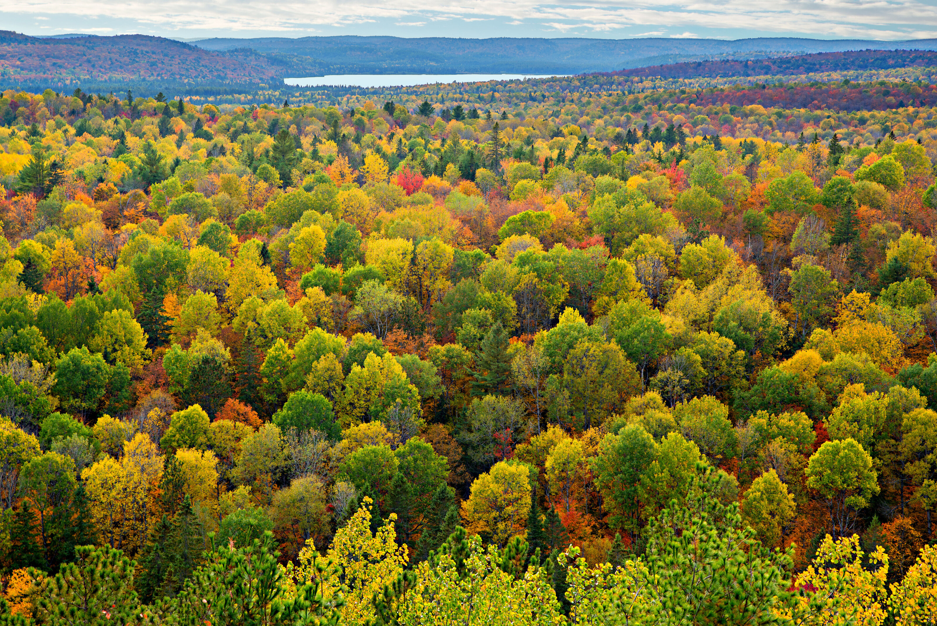 A Top View of Colorful Forest Trees In Autumn Wall Mural