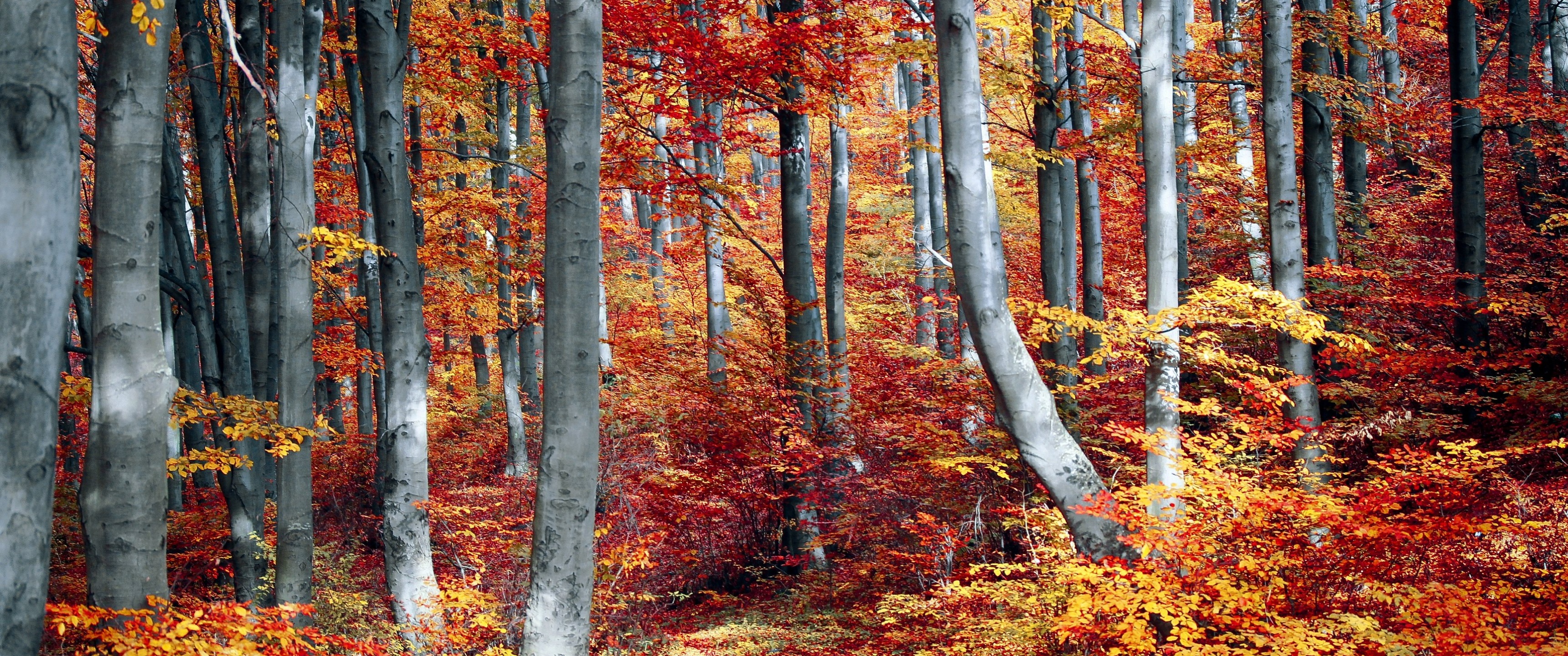 Autumn Forest Wallpaper 4K, Woods, Trees, Fall, Seasons