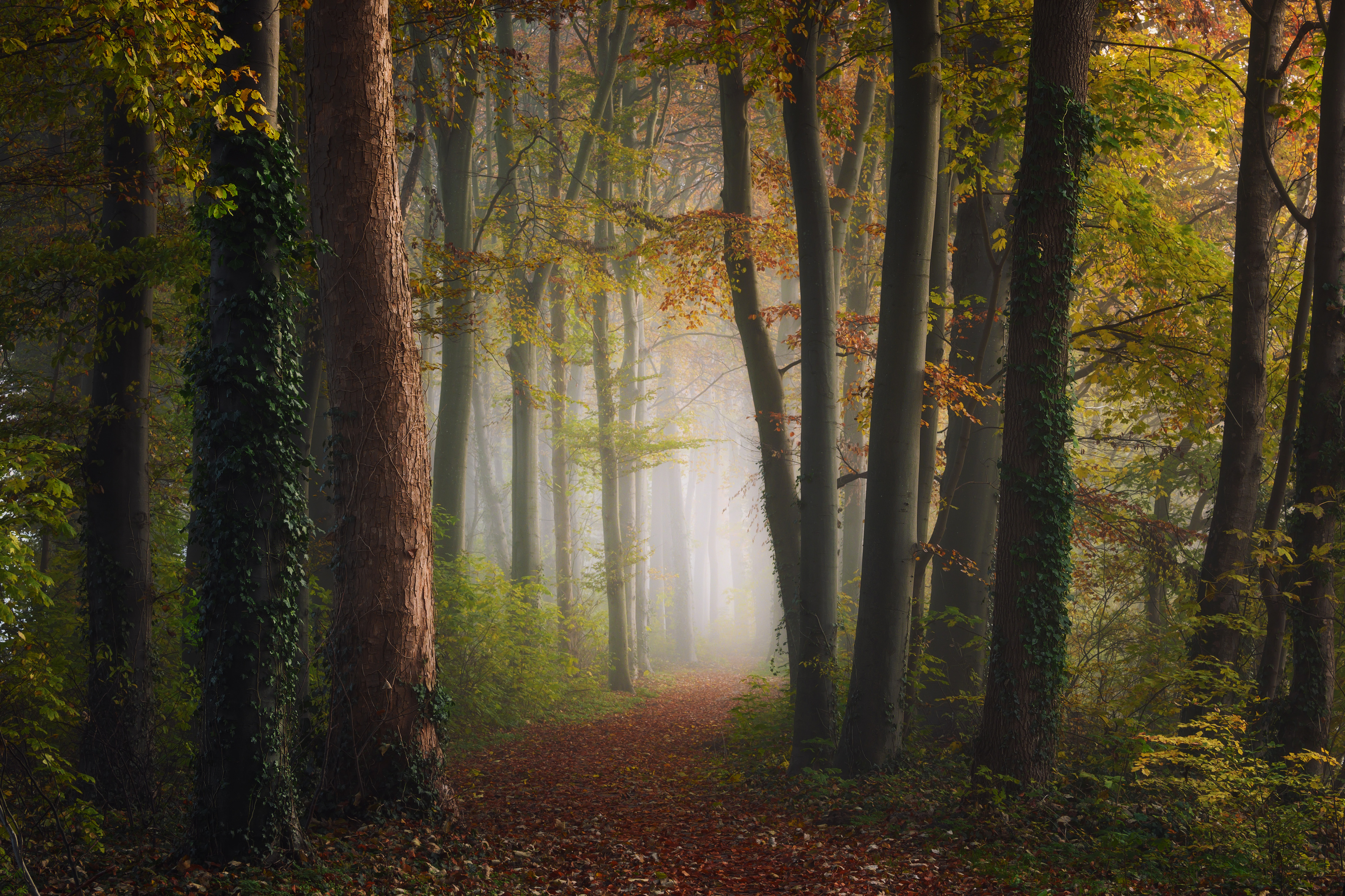 Path Through Autumn Colorful Forest