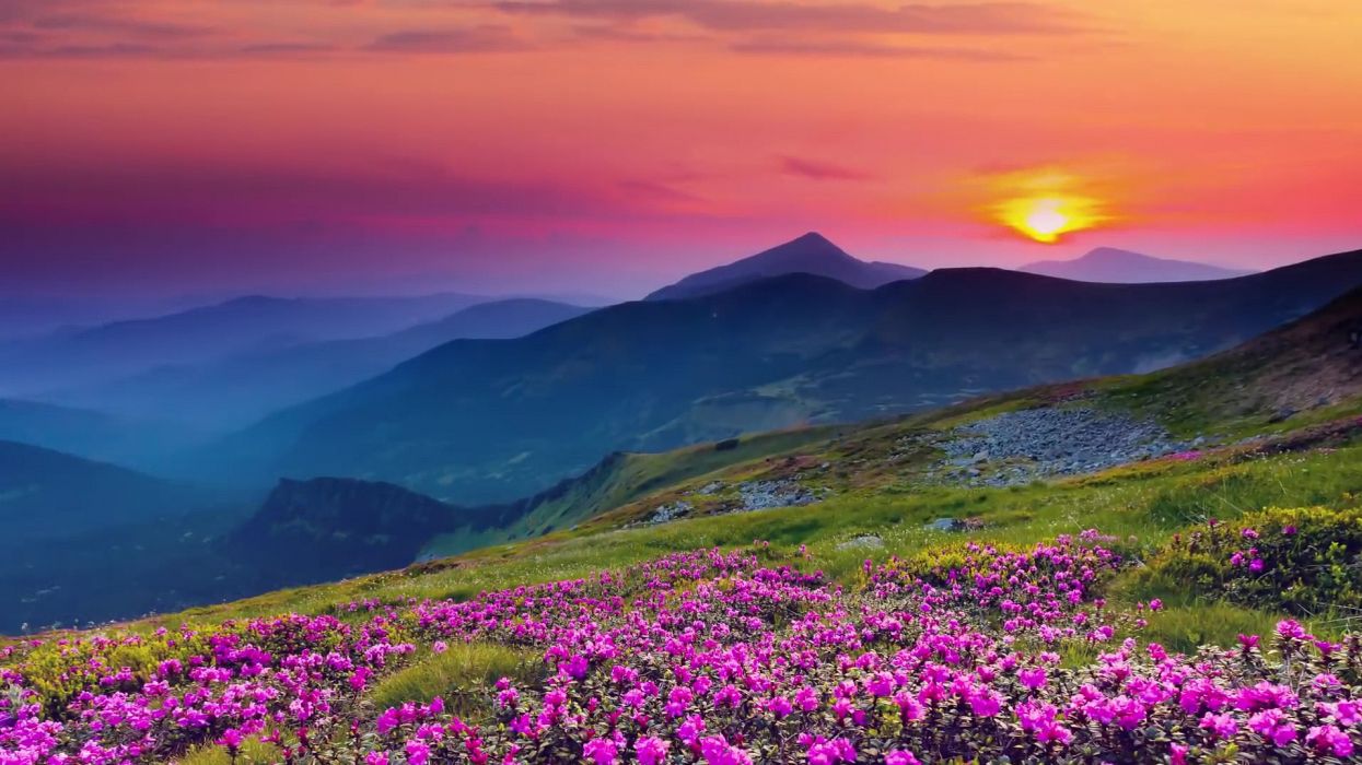Bloom blooming blossom calm countryside dawn delicate dusk environment field flora flowers foggy grass growth hazy idyllic majestic misty mountains murky nature peaceful quiet scenic sky sun sunrise sunset tranquil wallpaper