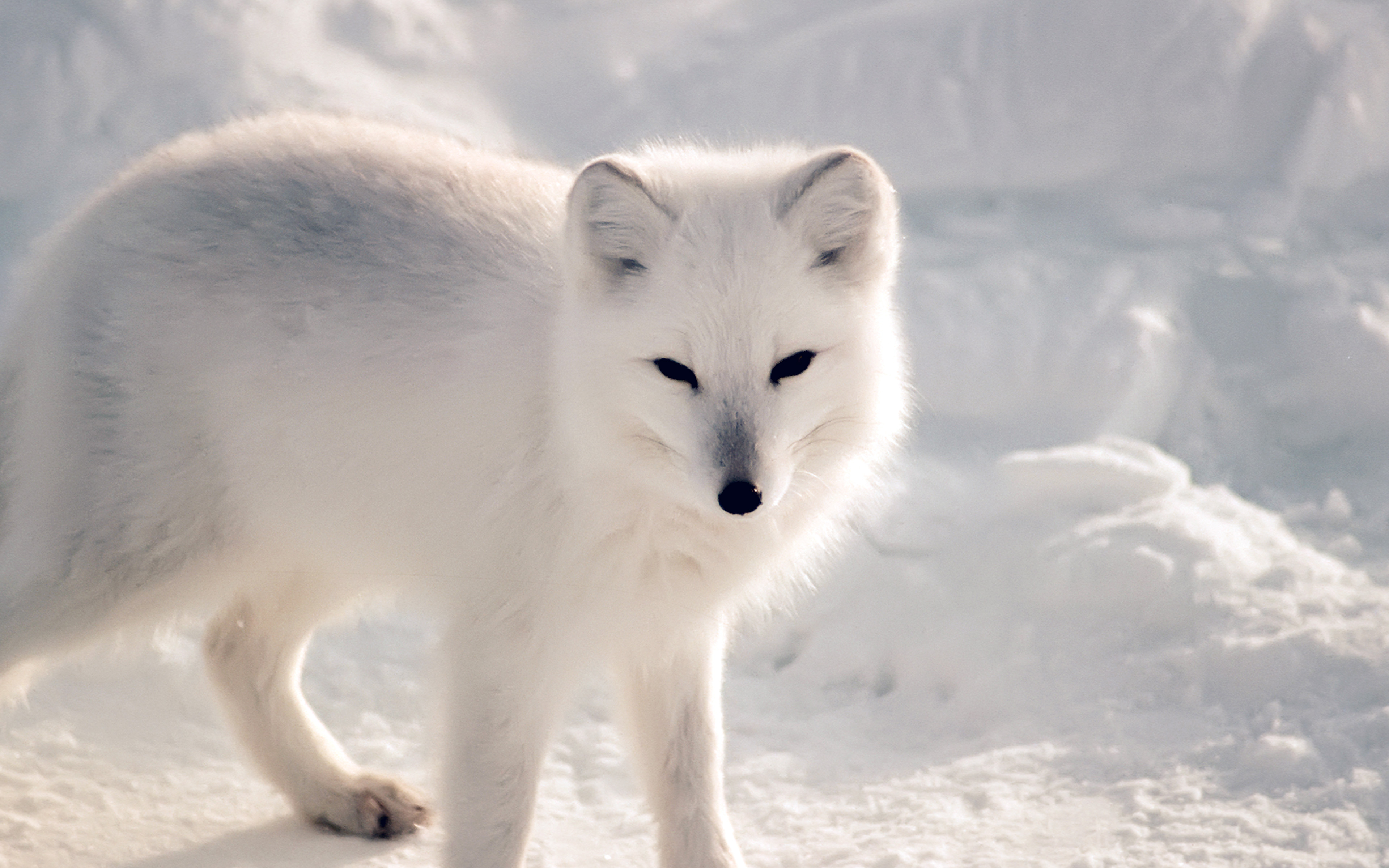 White Artic Fox Snow Winter Animal