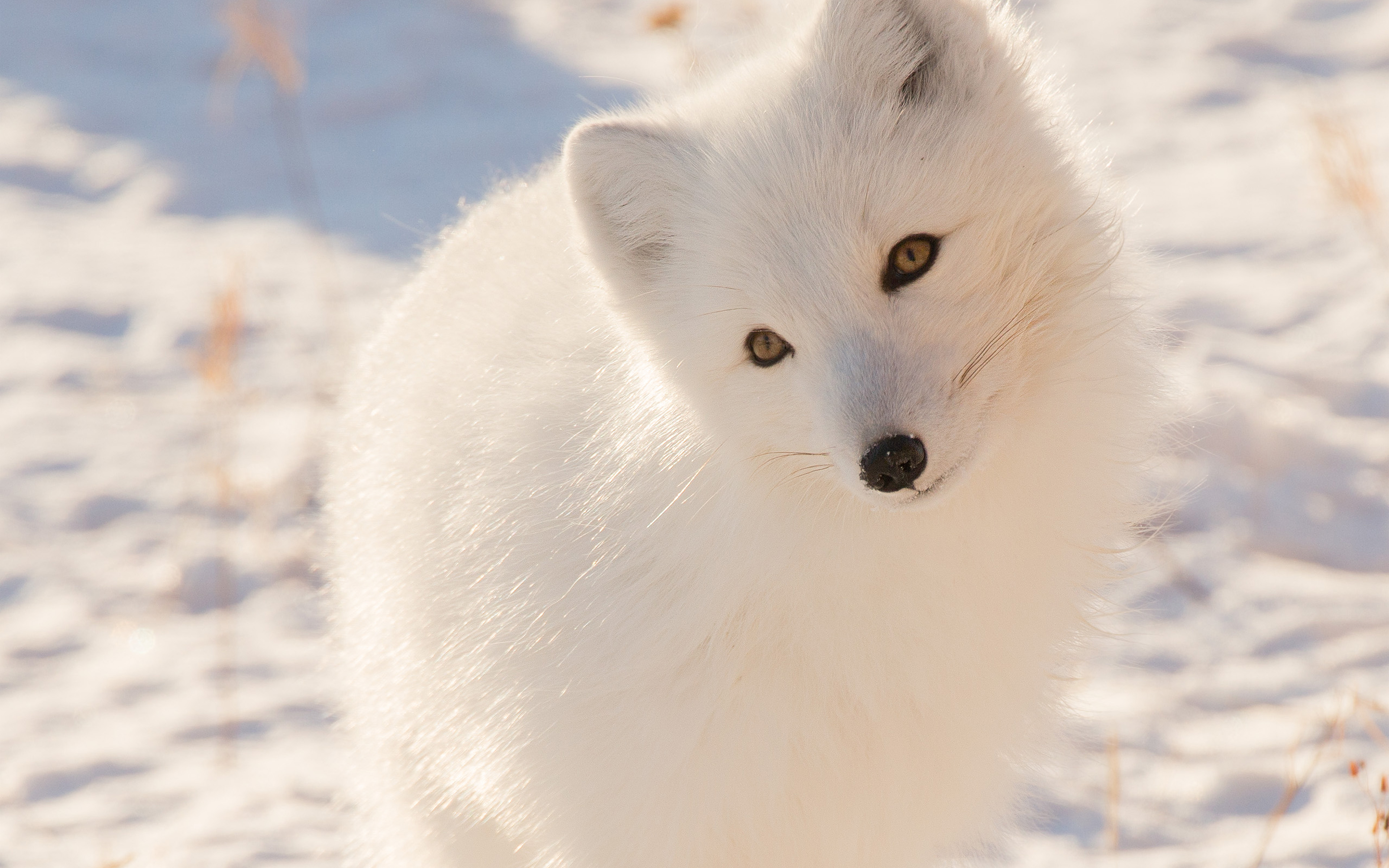 wallpaper for desktop, laptop. winter animal fox white