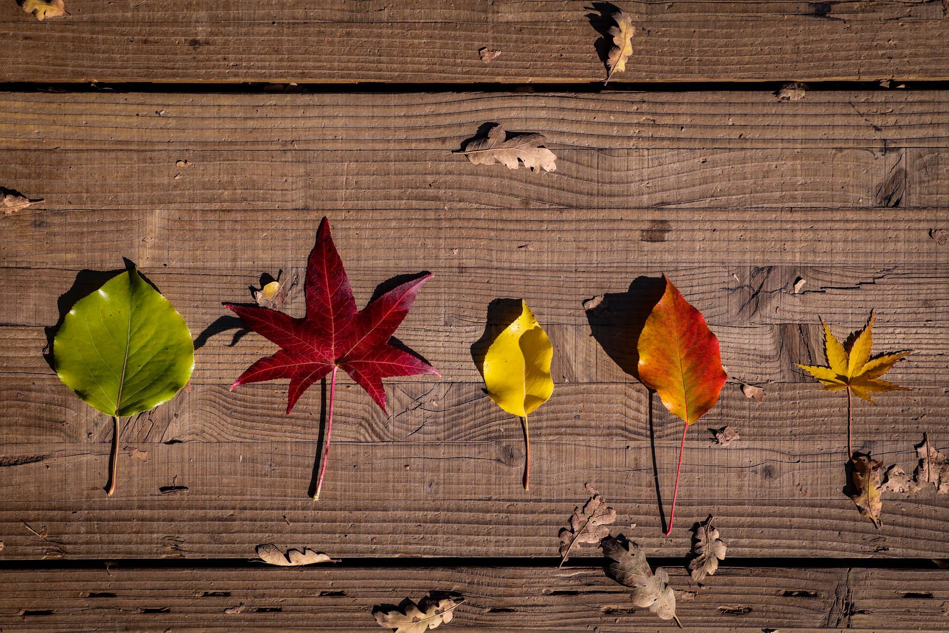 Download Five Types Of Rustic Fall Leaves Wallpaper