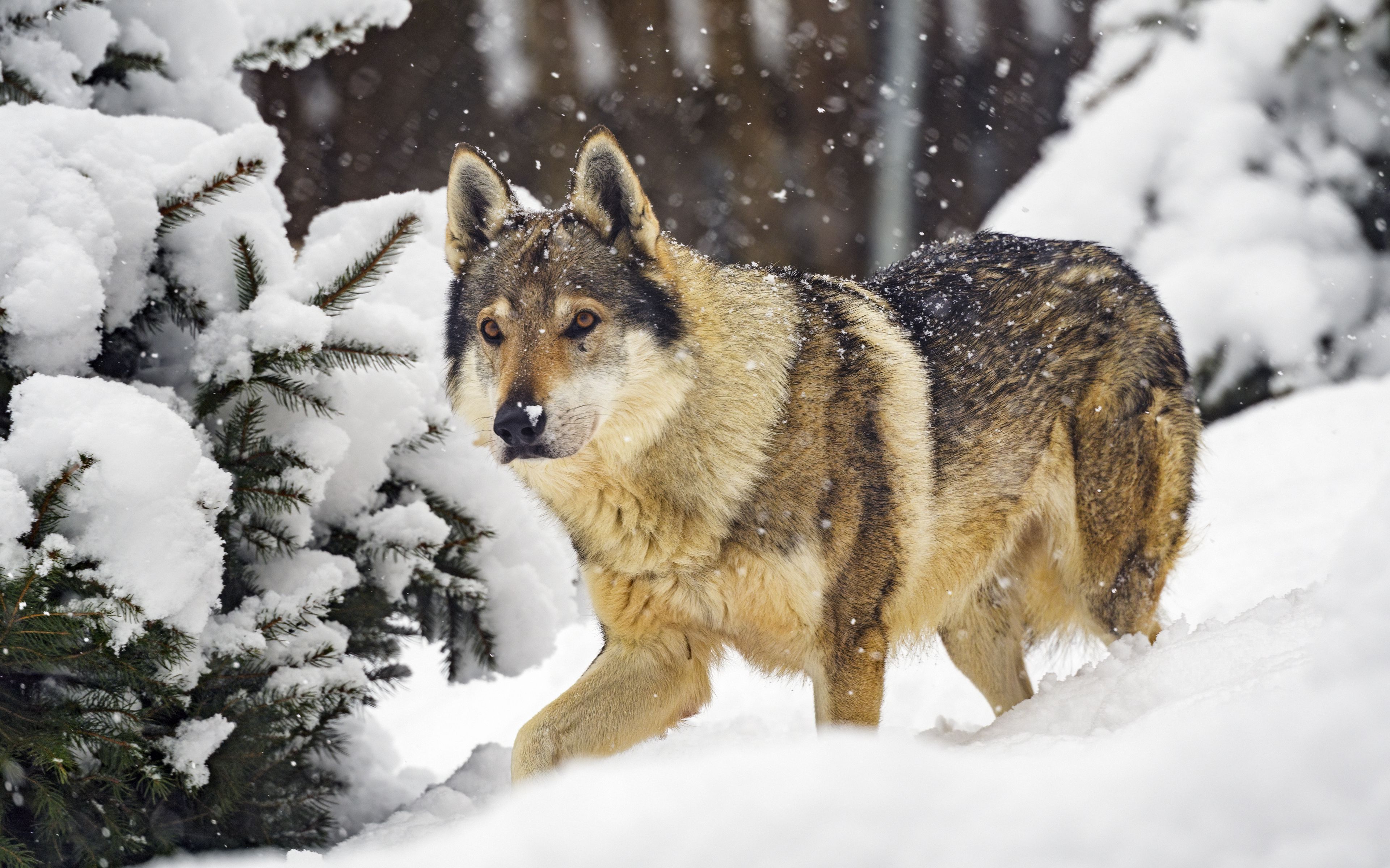 Download wallpaper 3840x2400 wolf