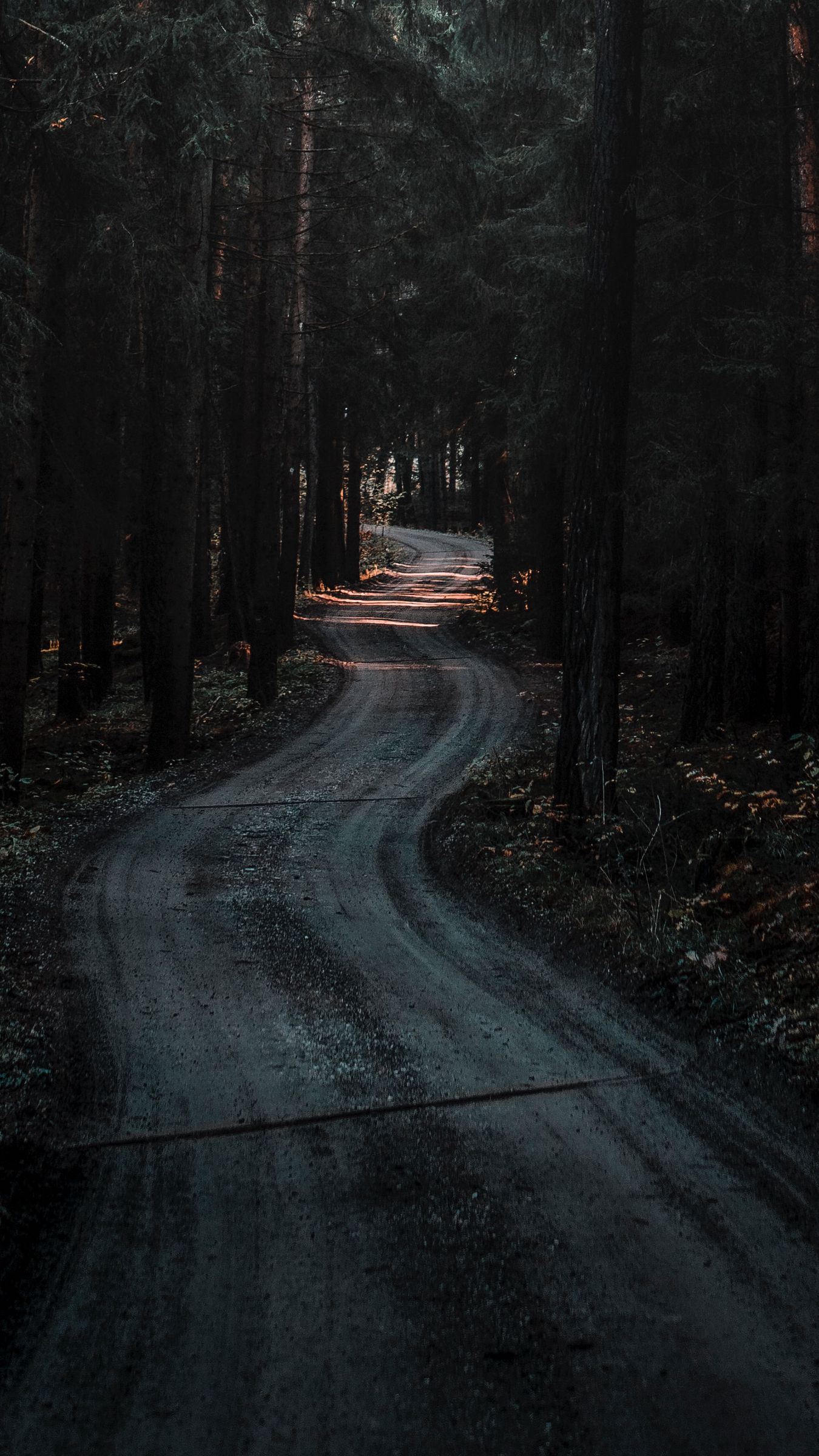 Download wallpaper 1350x2400 forest, road, winding, dark, nature iphone 8+/7+/6s+/for parallax HD background