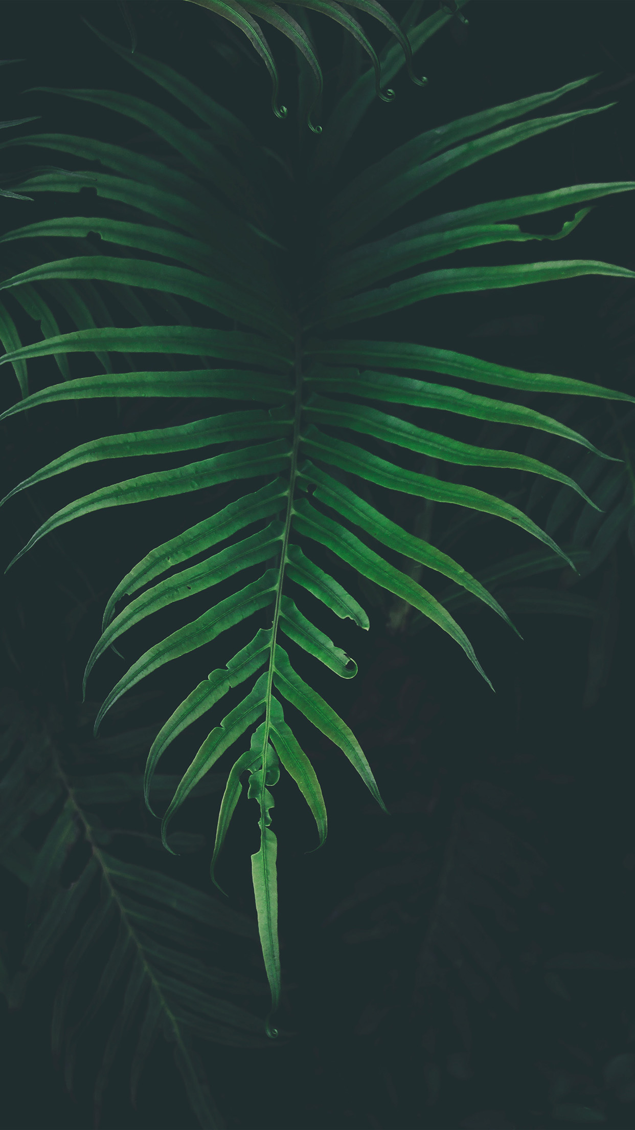 iPhone 6 wallpaper. leaf tree dark nature