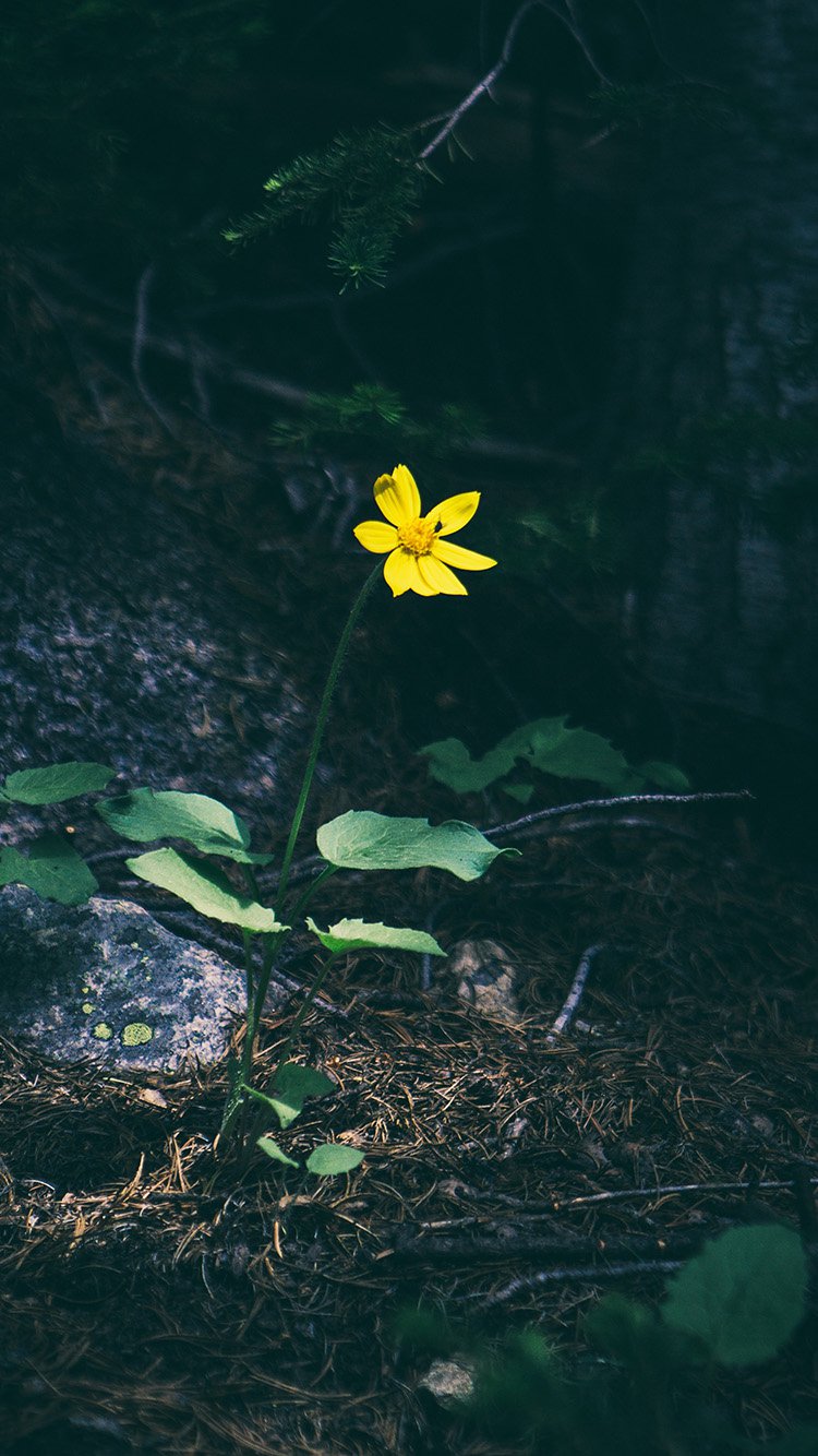 iPhone 6 wallpaper. flower yellow forest wood lonely dark nature