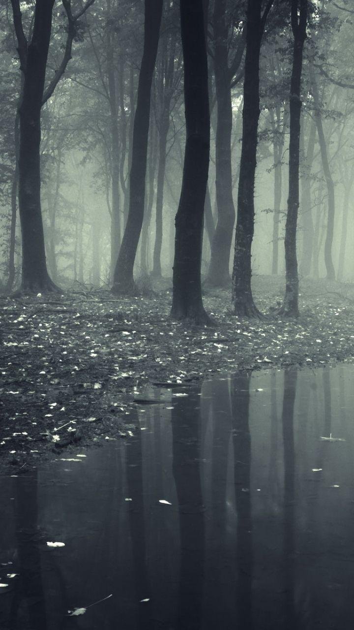 Dark forest trees Wallpaper Download