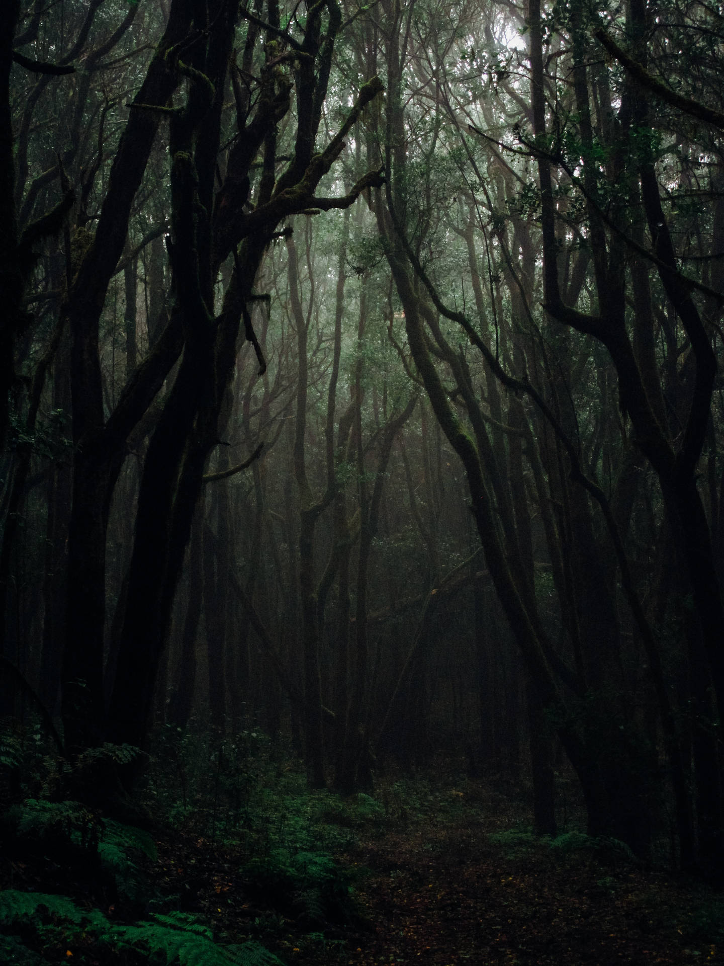 Download Dark Forest Background Wallpaper