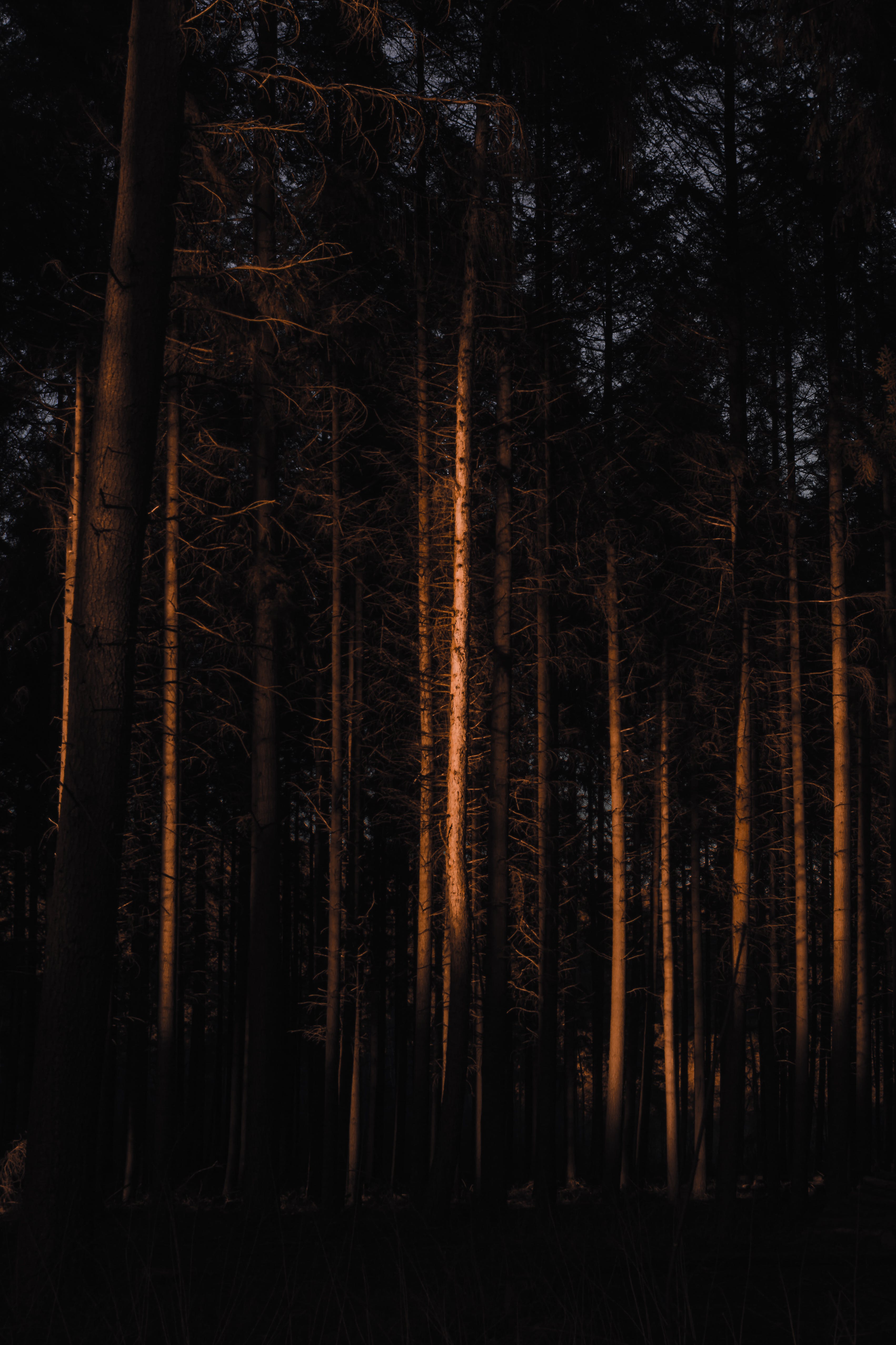 Dark Forest Wallpaper Photo, Download The BEST Free Dark Forest Wallpaper & HD Image