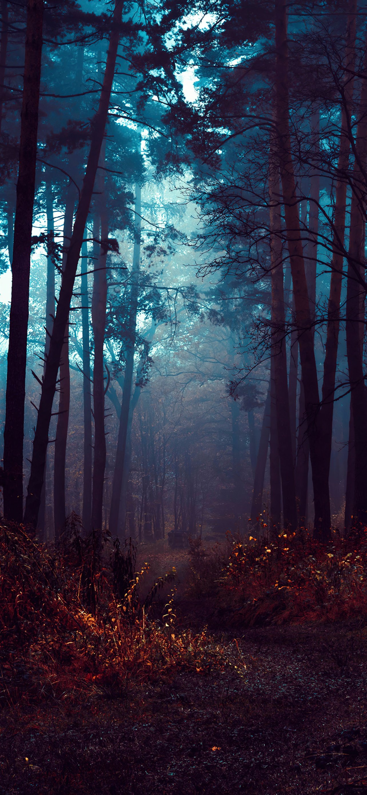 Dark forest Wallpaper Download