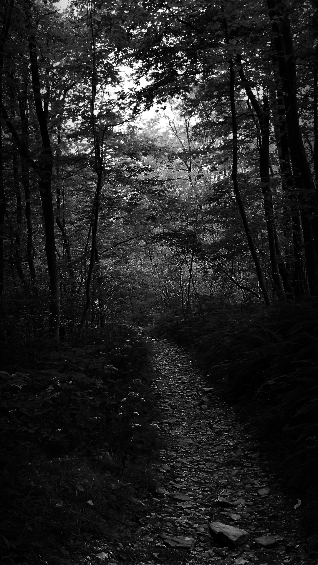 Black Forest Wallpaper Phone Wallpaper HD