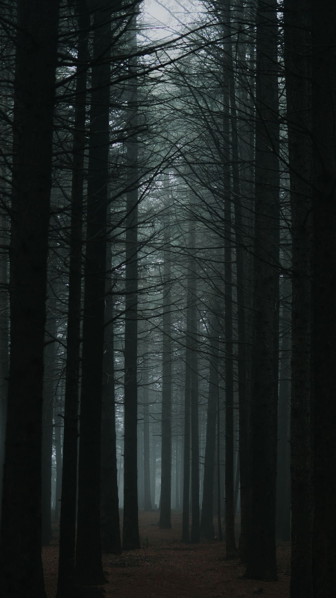 Dark Forest Wallpaper