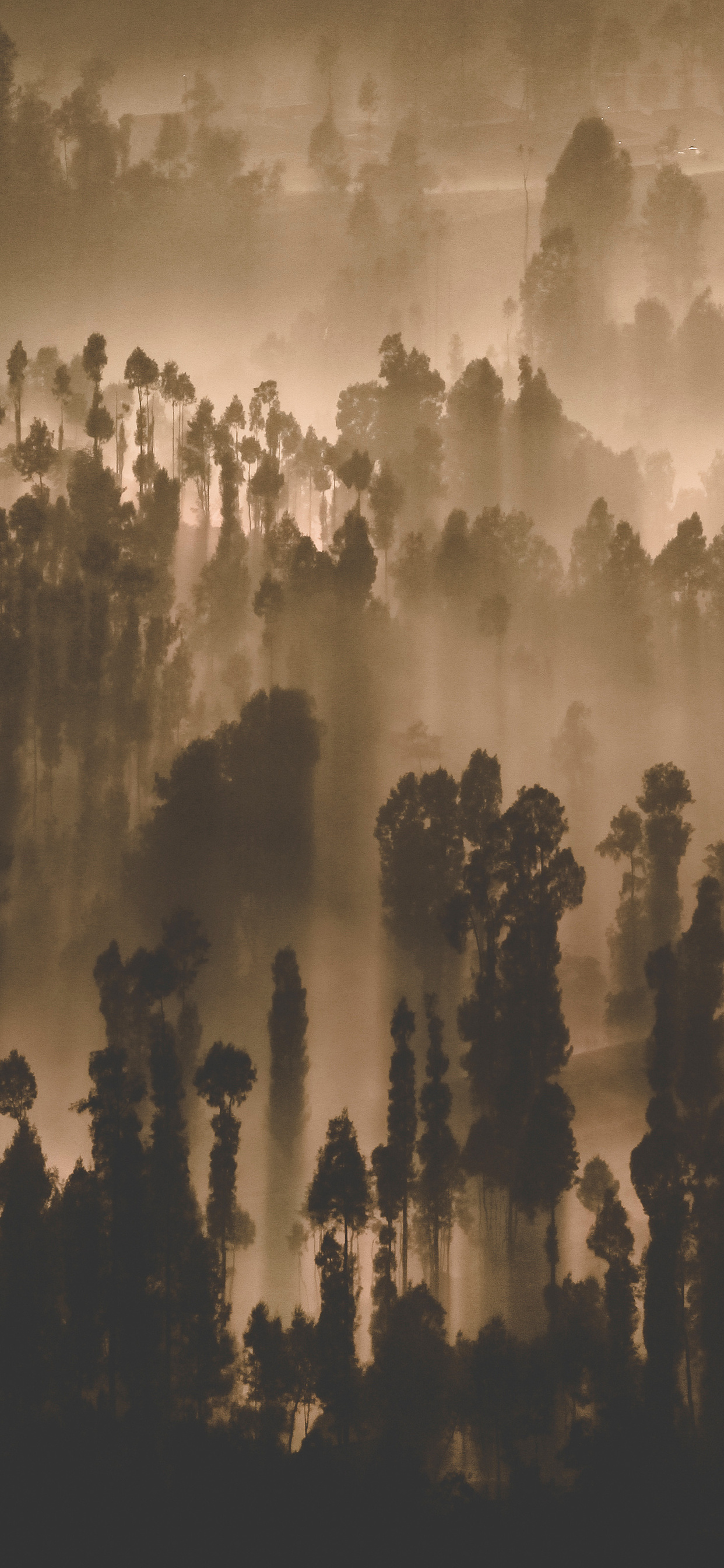 Dark Forest Trees Nature Scenery iPhone XS MAX HD 4k Wallpaper, Image, Background, Photo and Picture