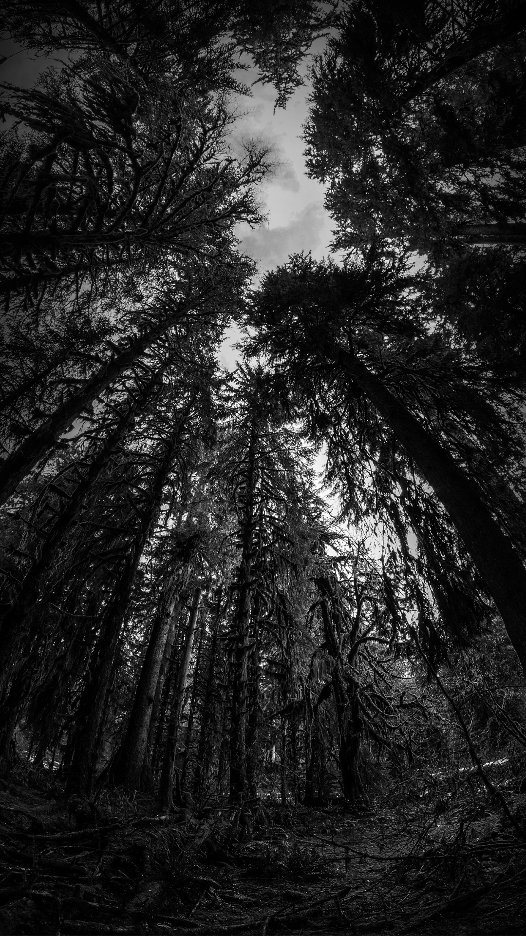 Dark Forest Wallpaper HD Wallpaper HD