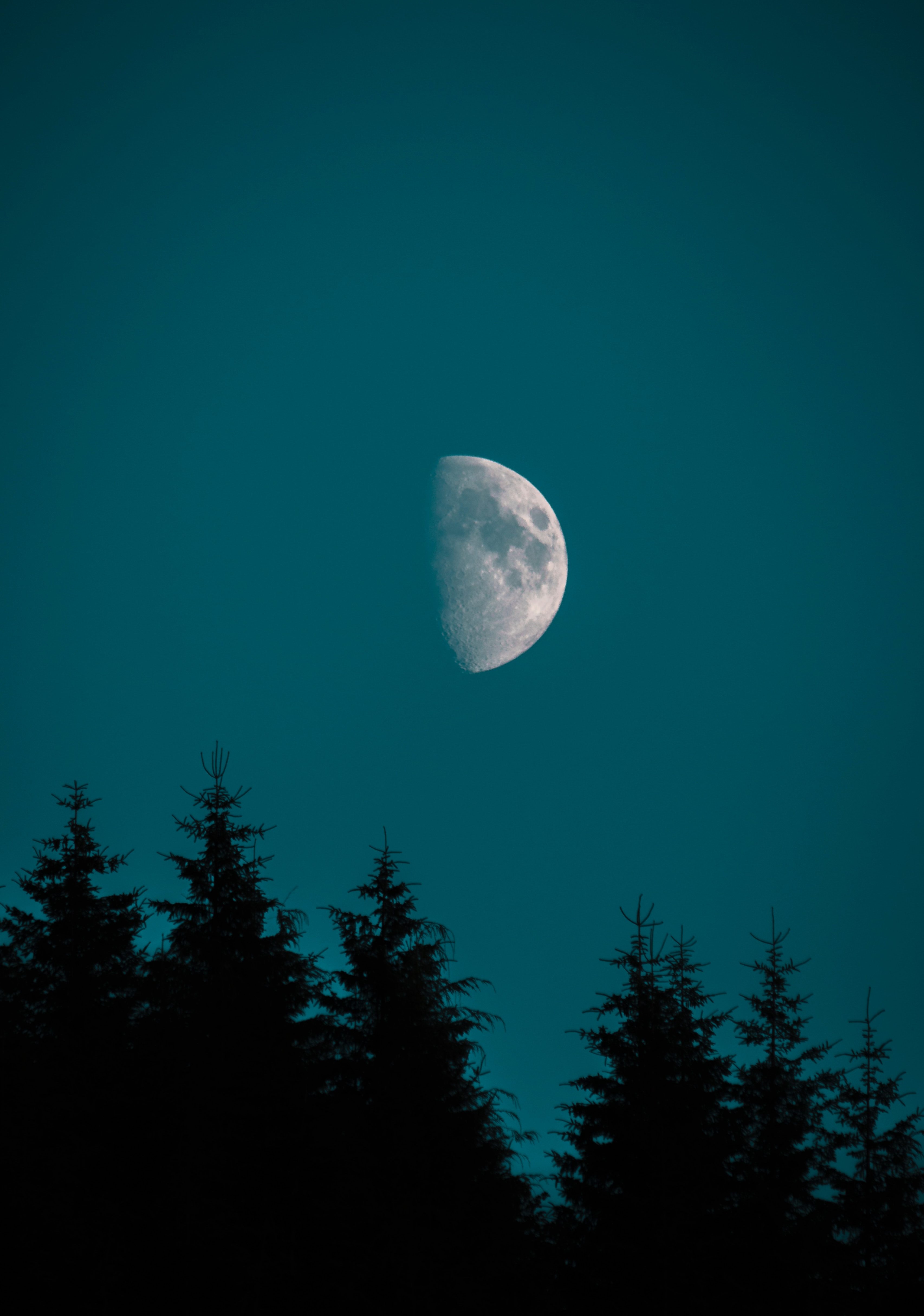 Half Moon Over Pine iPhone Wallpaper