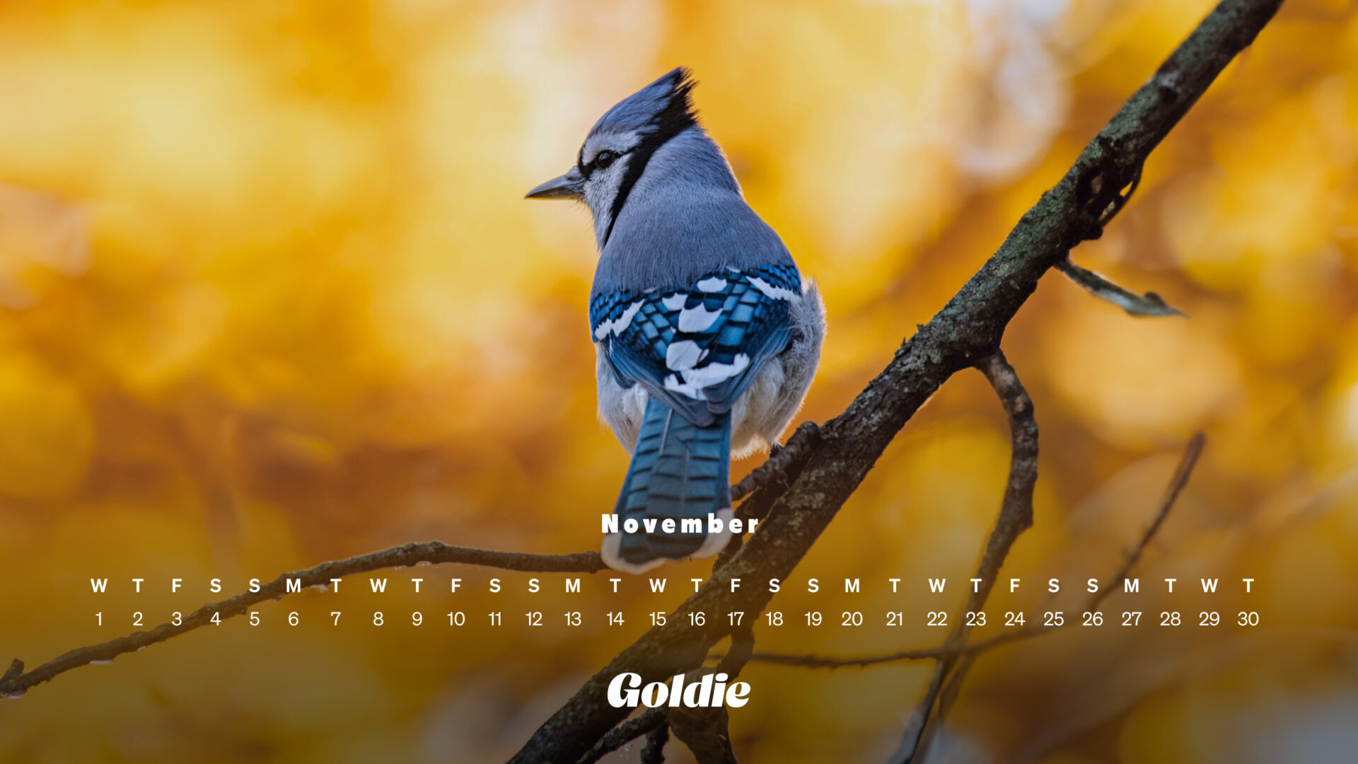 Free November 2023 Wallpapers Calendars – Desktop & Mobile