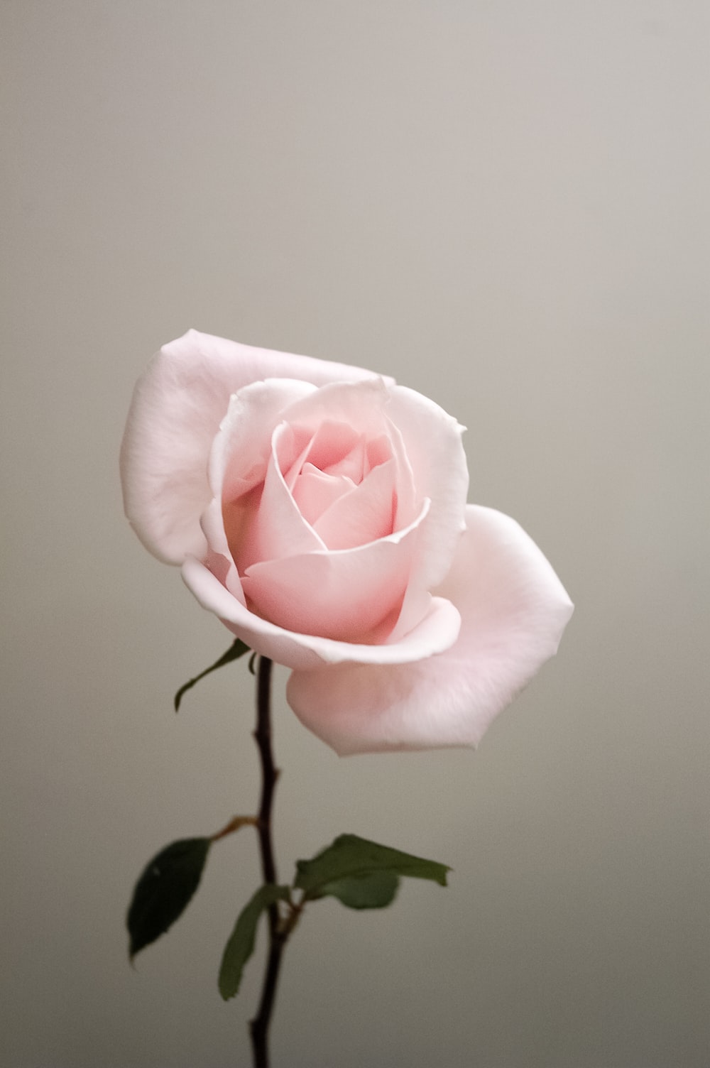 Rose Wallpaper: Free HD Download [HQ]