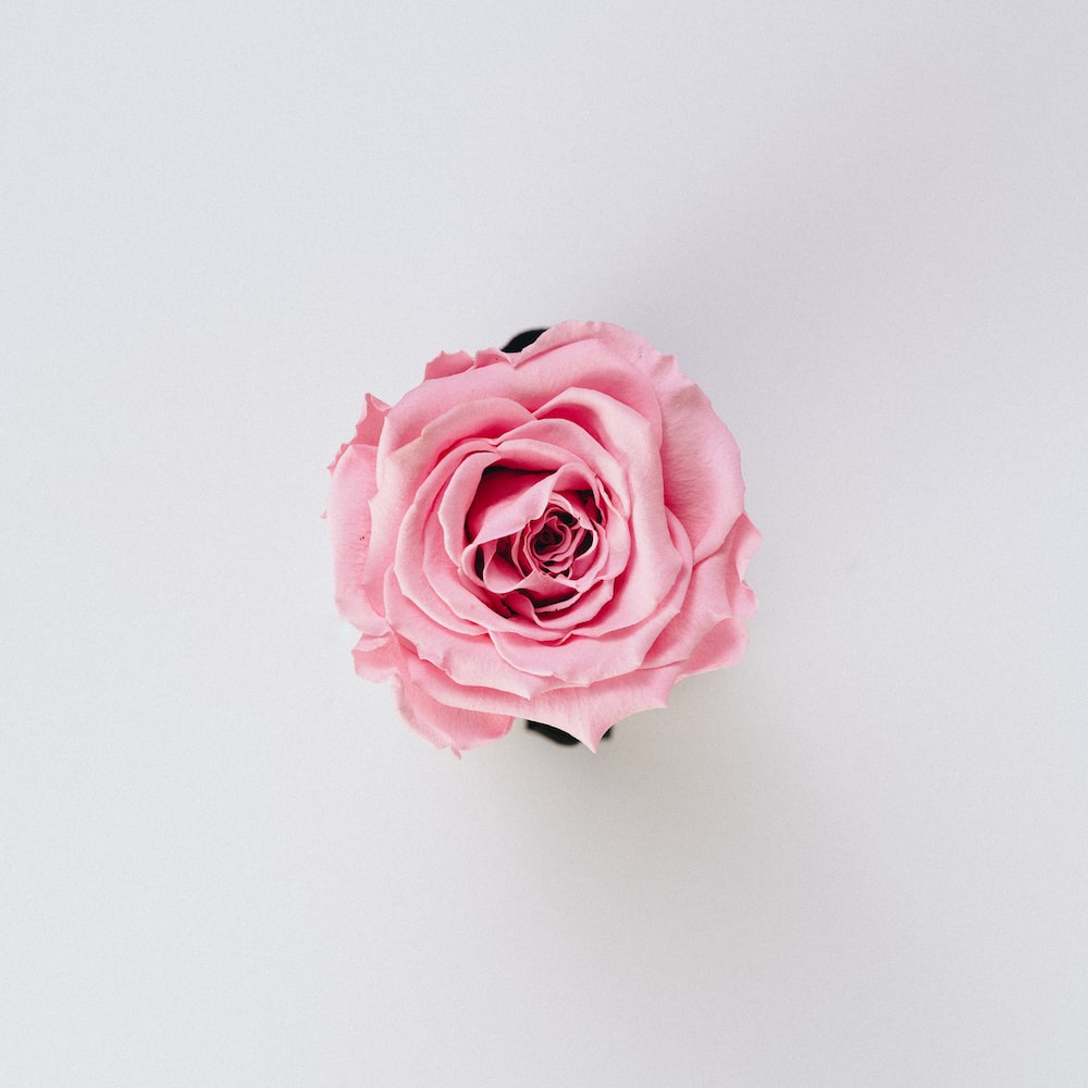 Rose Wallpaper: Free HD Download [HQ]