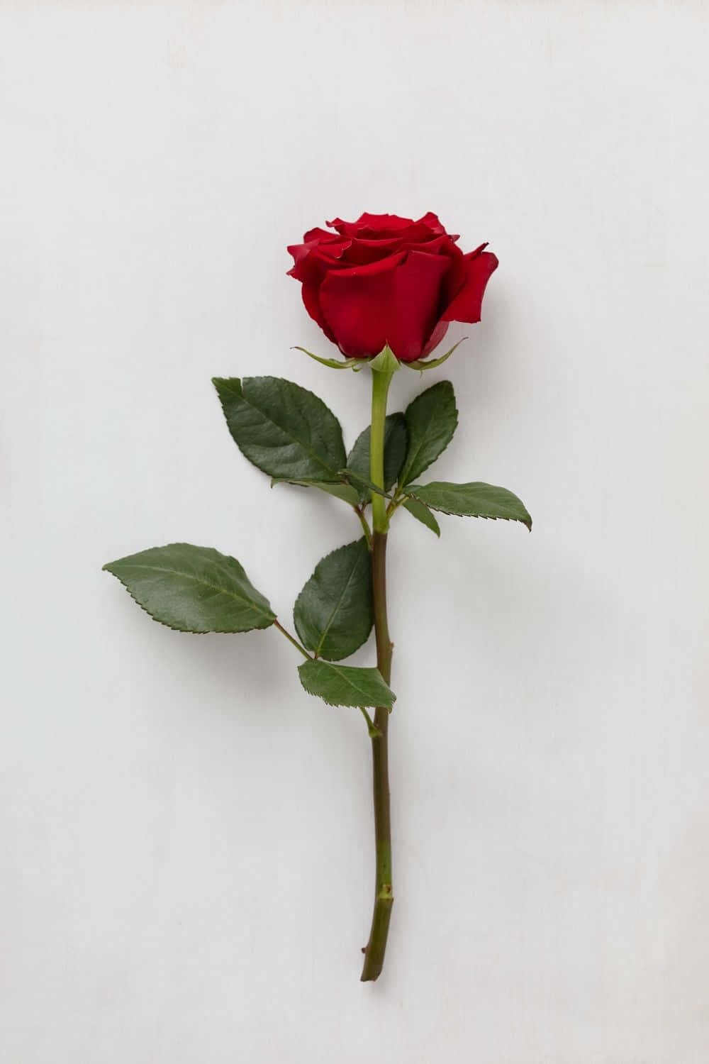 Download A Single Red Rose in Full Bloom Wallpaper