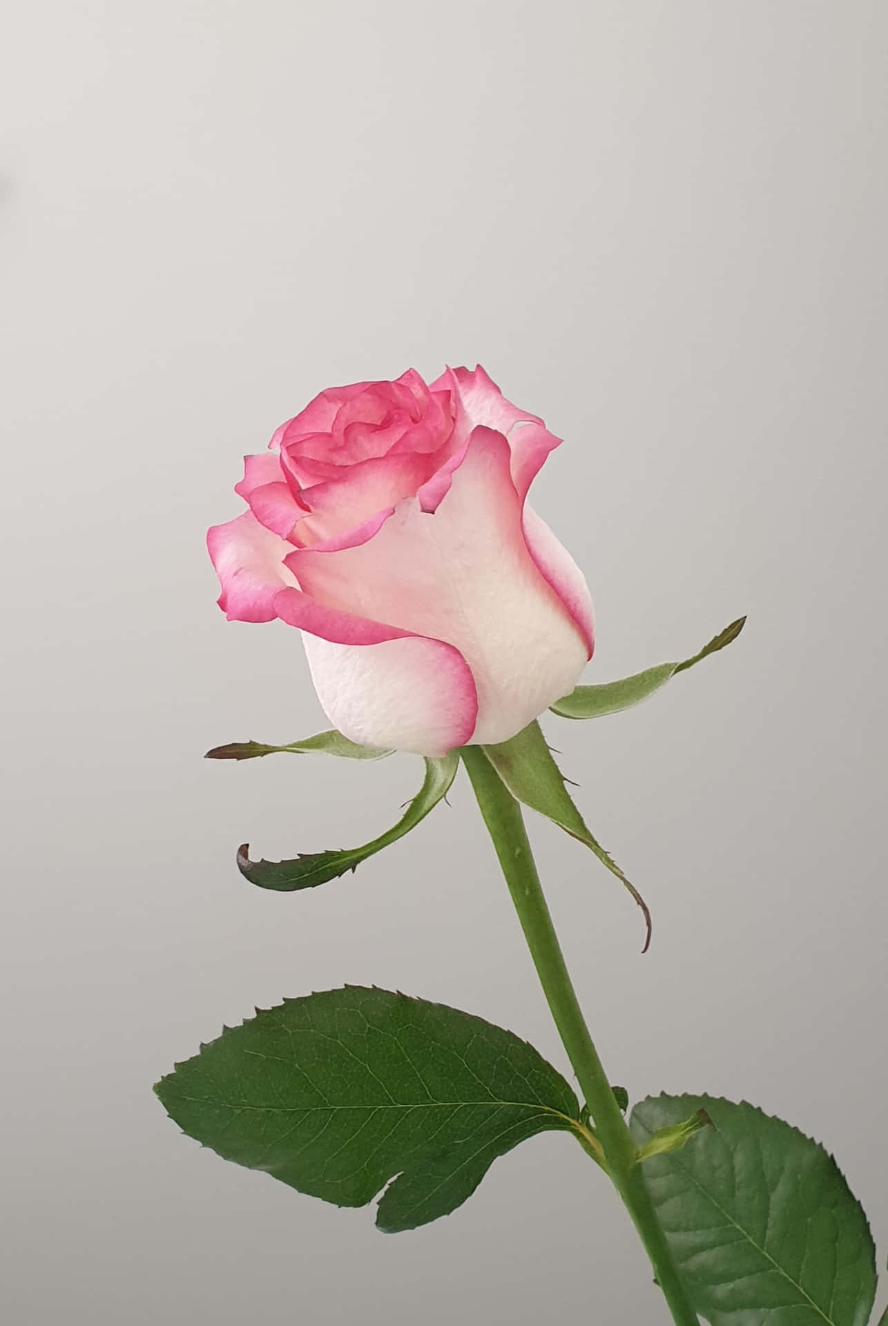 Download A Pink Rose Is Shown Against A White Background Wallpaper