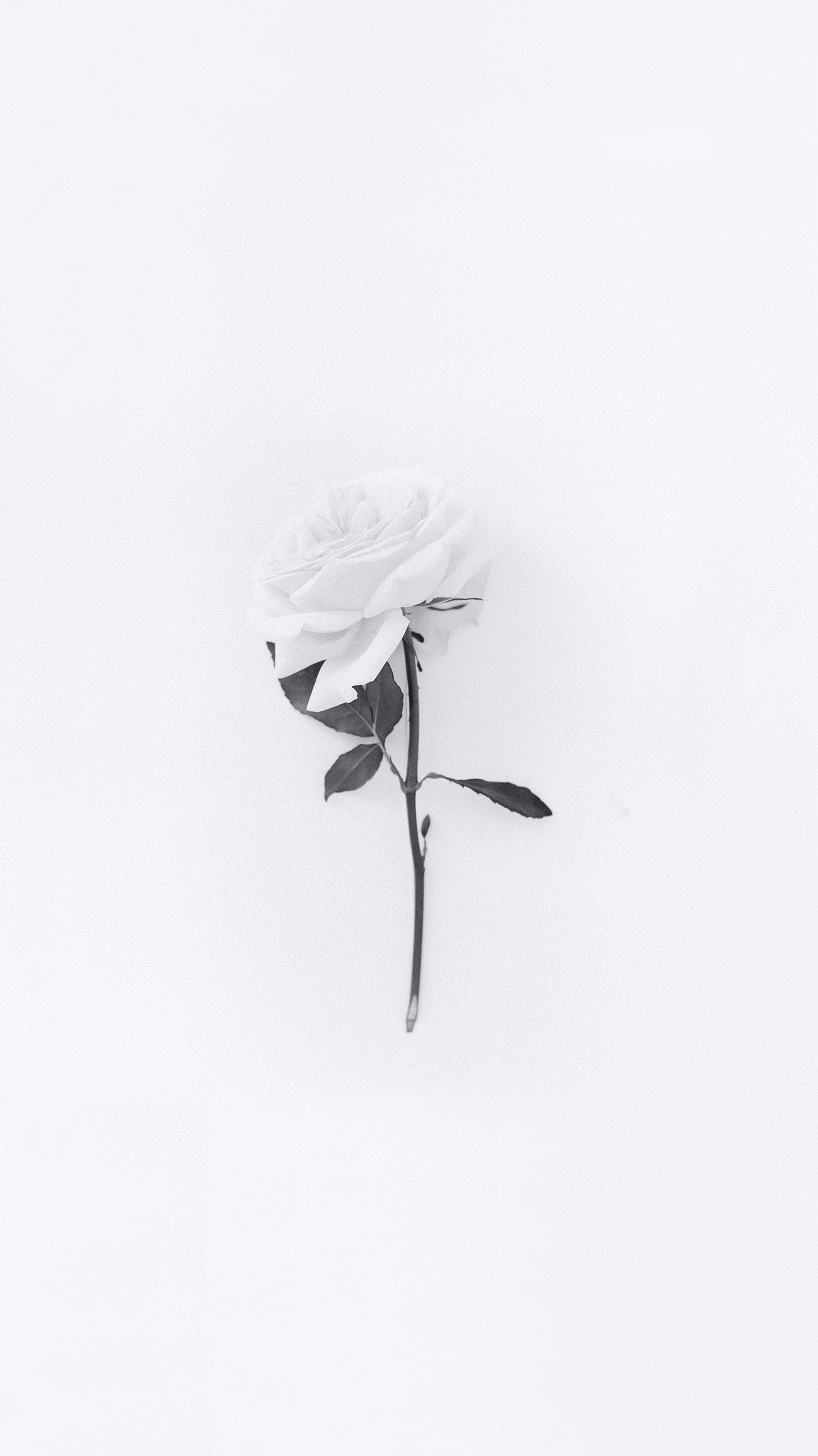 White Rose Wallpaper. White flower wallpaper, White iphone background, White roses wallpaper