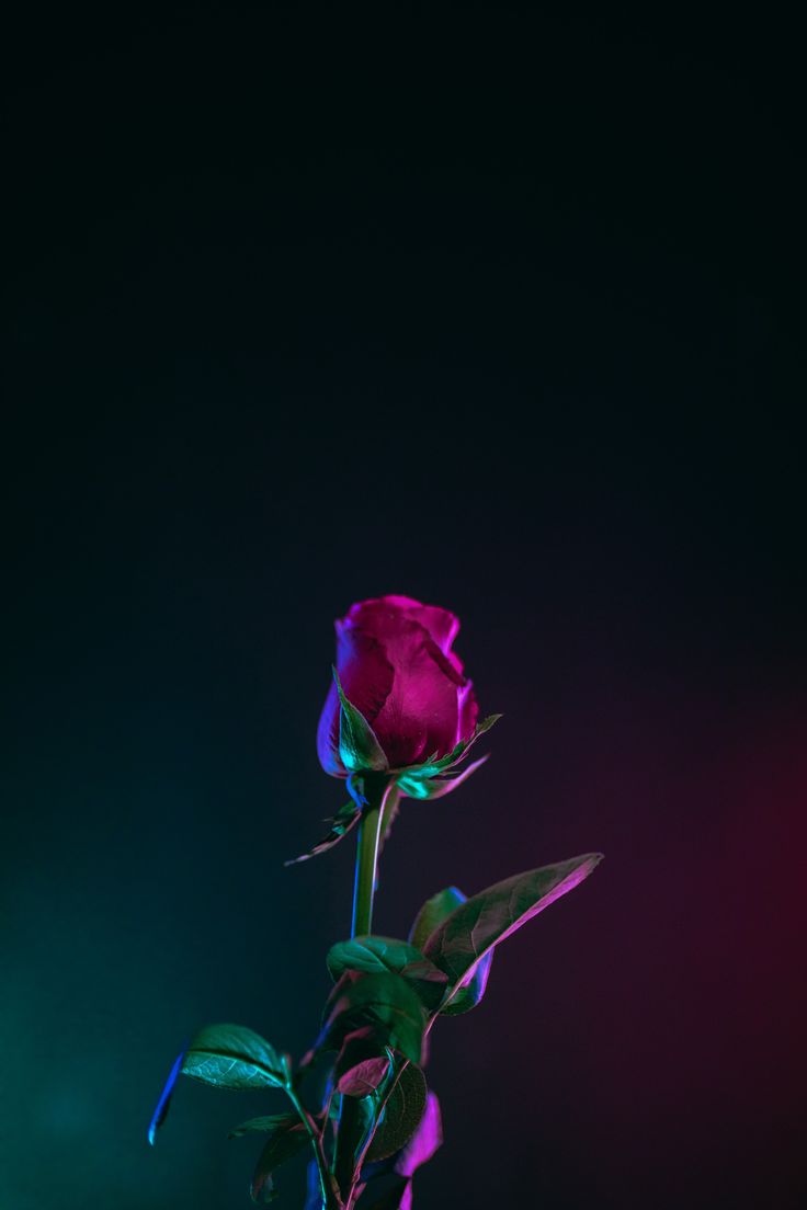 Download Free HD Wallpaper [Mobile + Desktop]. Rose picture, Rose wallpaper, Rose flower photo