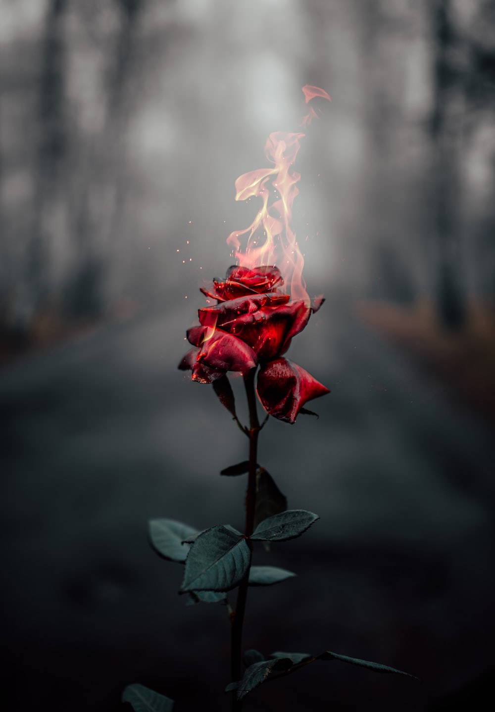Rose Wallpaper: Free HD Download [HQ]