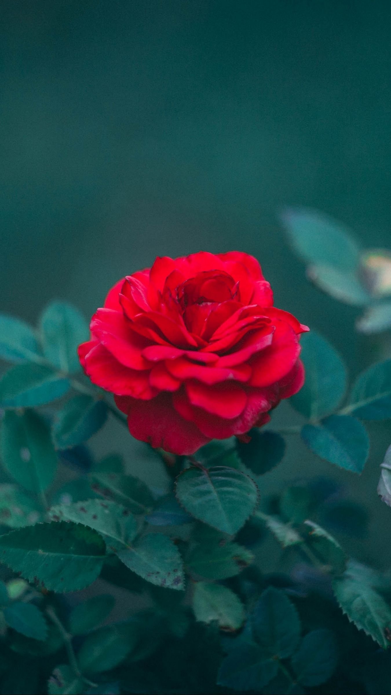 Beautiful single rose Wallpaper Download