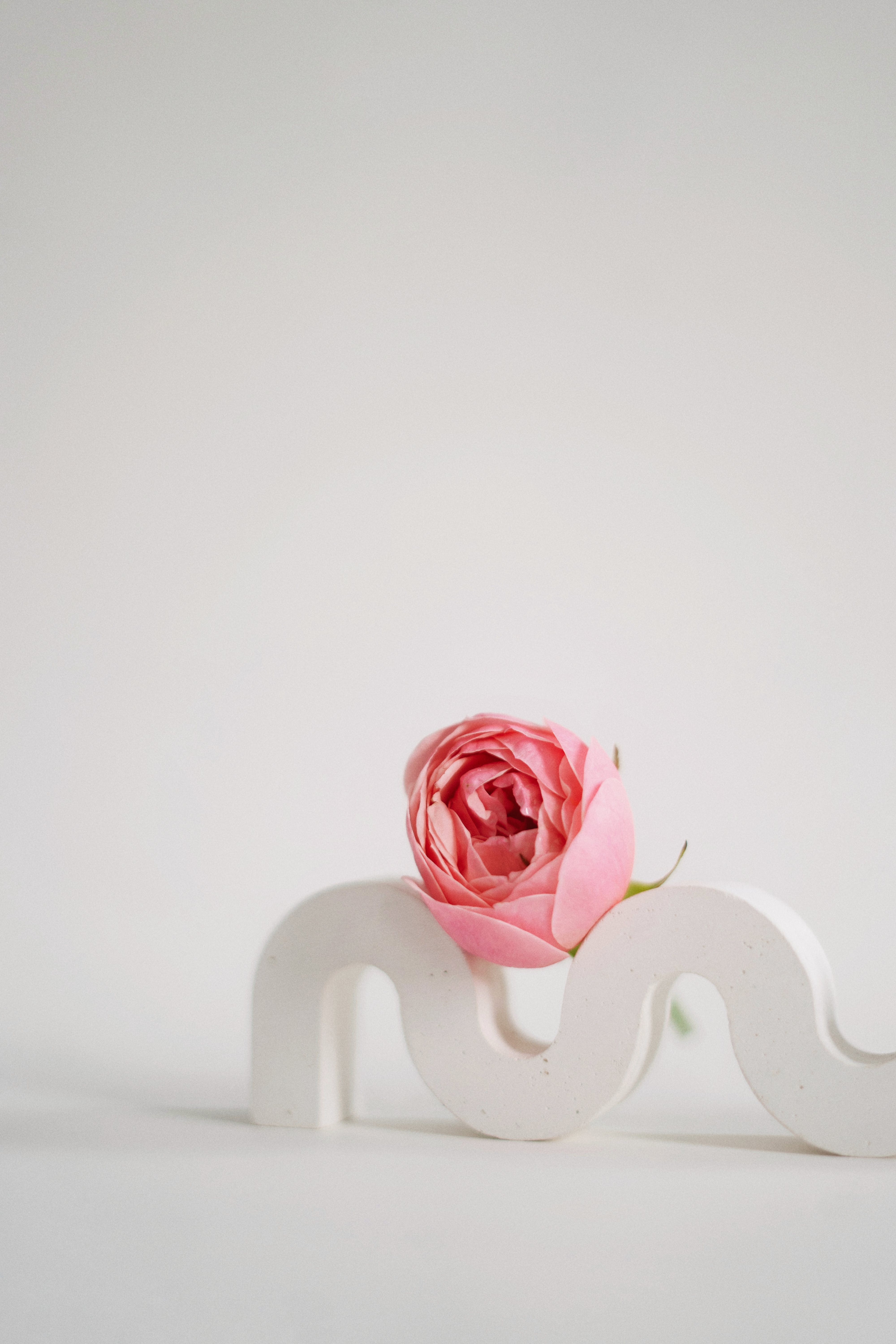 Single Pink Rose · Free