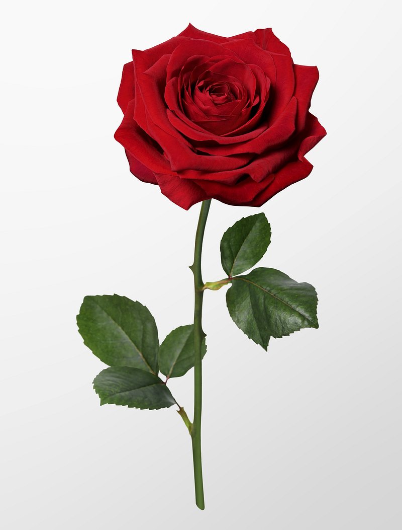 Red Rose Image. Free HD Background, PNGs, Vector Graphics, Illustrations