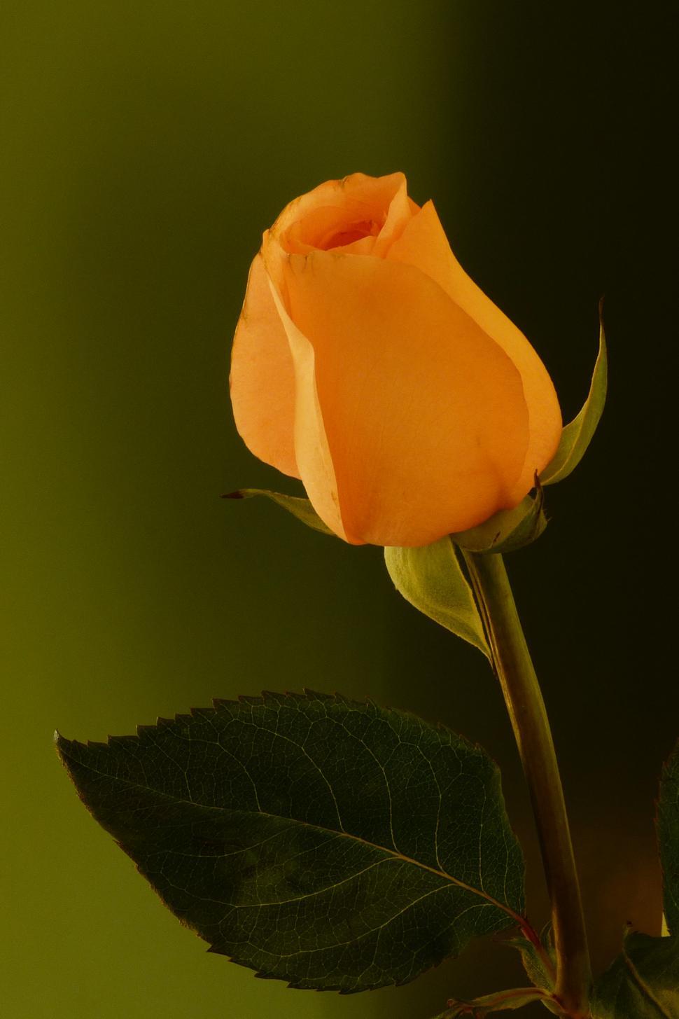 Free of Pink Rose. Download Free Image and Free Illustrations