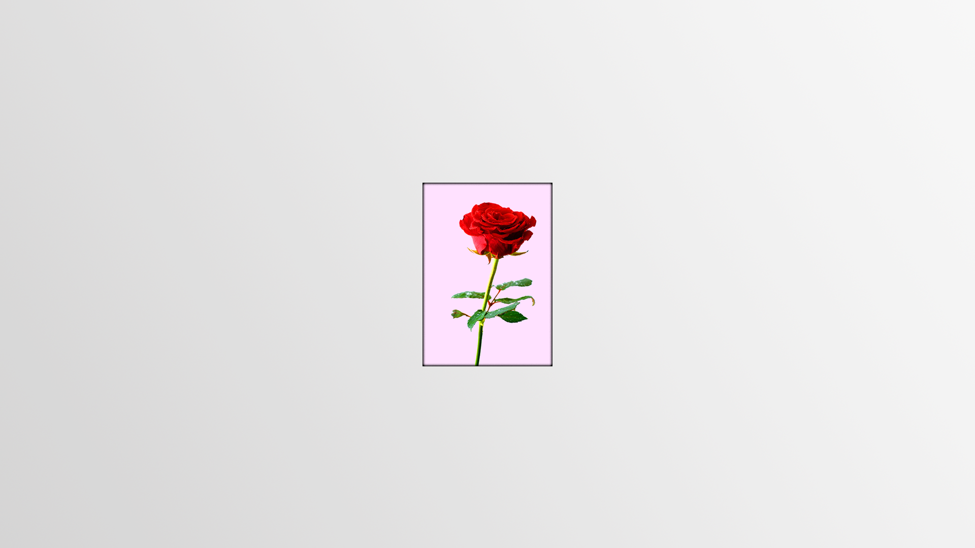 Wallpaper, rose, simple background 1920x1080