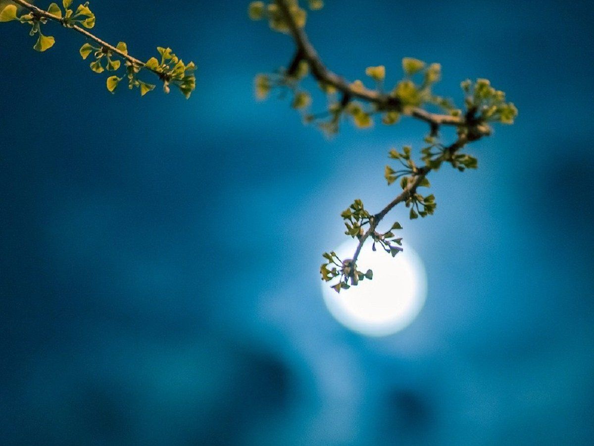 Kojagiri Purnima. Sharad Purnima 2020 date, moonrise time and significance: All you need to know about Kojagiri full moon day