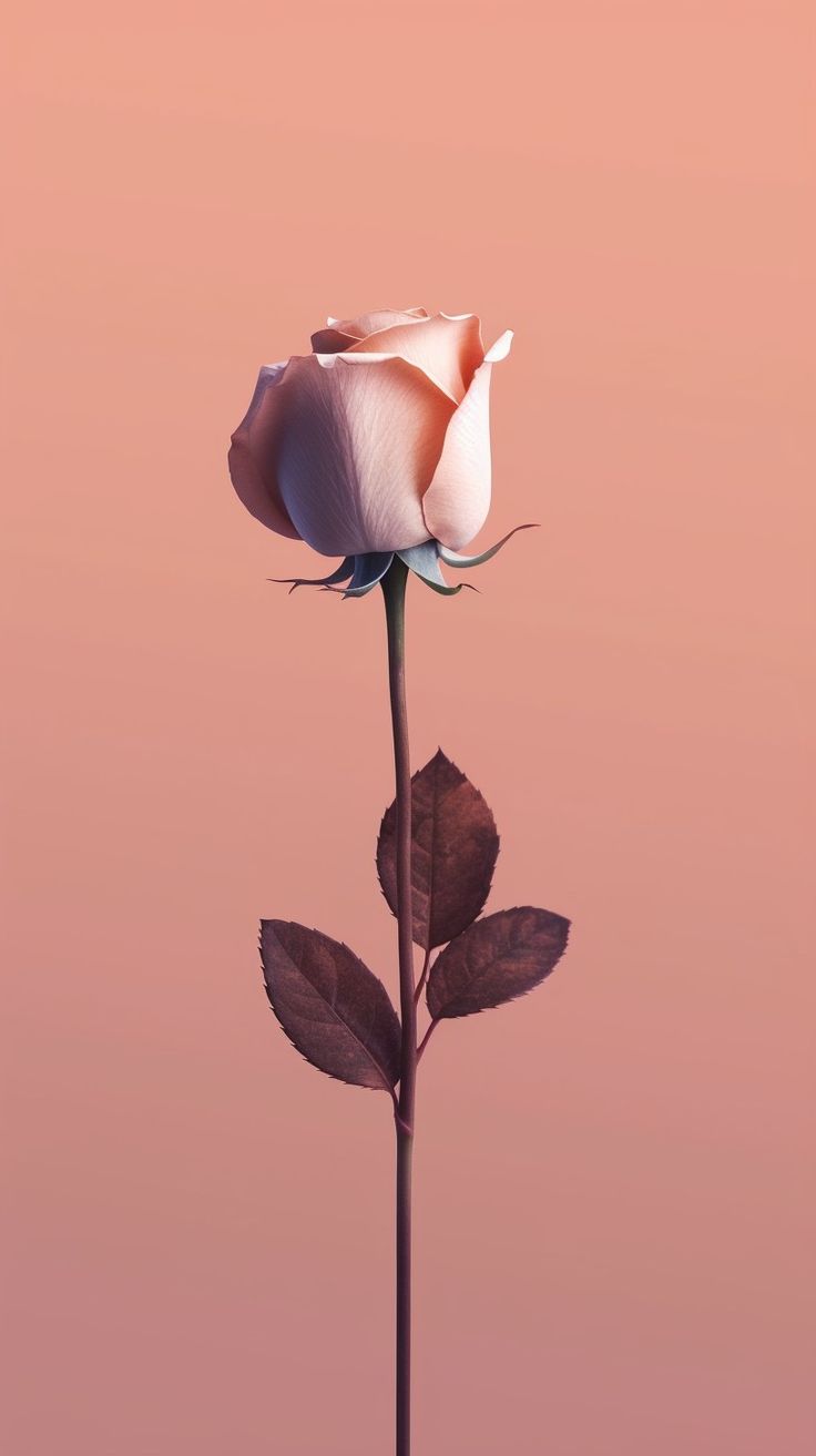 iPhone wallpaper. Flower iphone wallpaper, Flower phone wallpaper, Simple wallpaper
