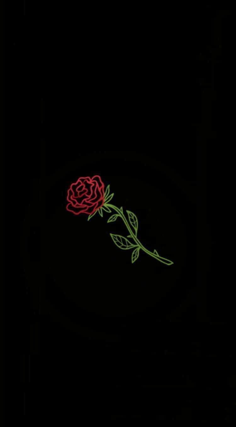 Download A single rose reflects beauty and grace Wallpaper