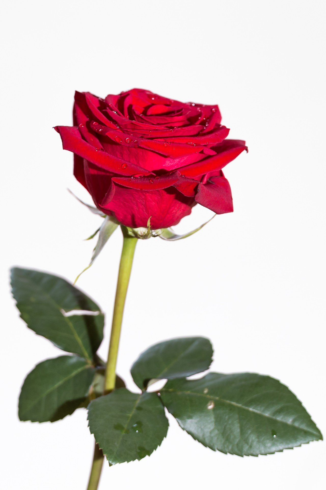 Simple red rose Wallpaper Download