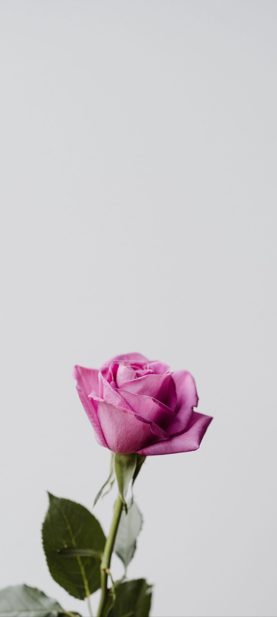 Pink Rose