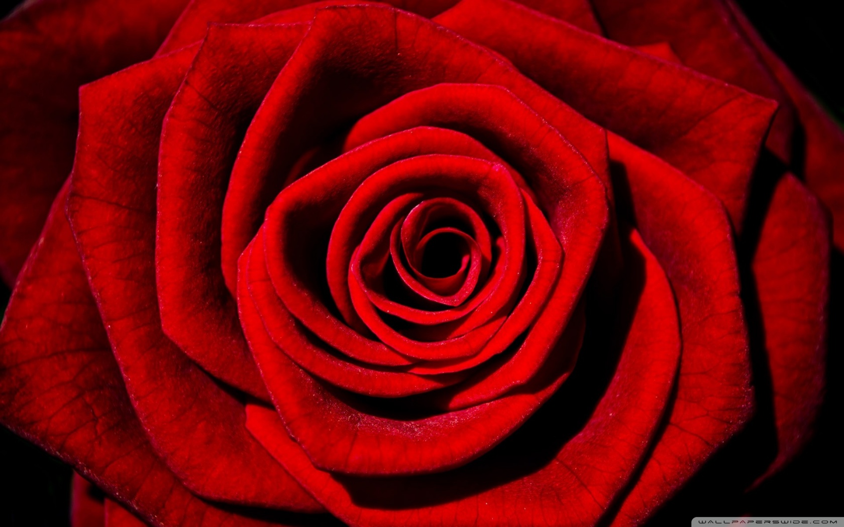 Single Red Rose Ultra HD Desktop Background Wallpaper for 4K UHD TV, Widescreen & UltraWide Desktop & Laptop, Tablet