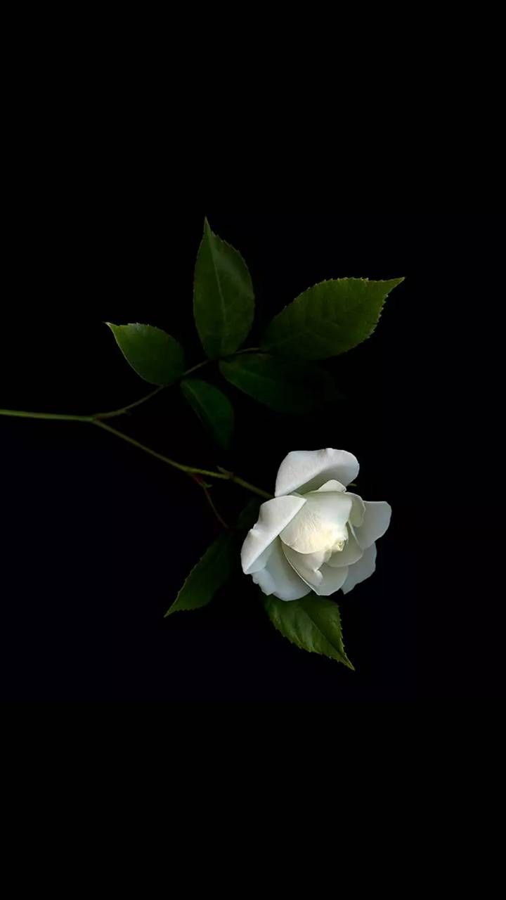 Download White rose wallpaper by georgekev now. Browse milli. White roses wallpaper, Flowers photography wallpaper, Wallpaper nature flowers